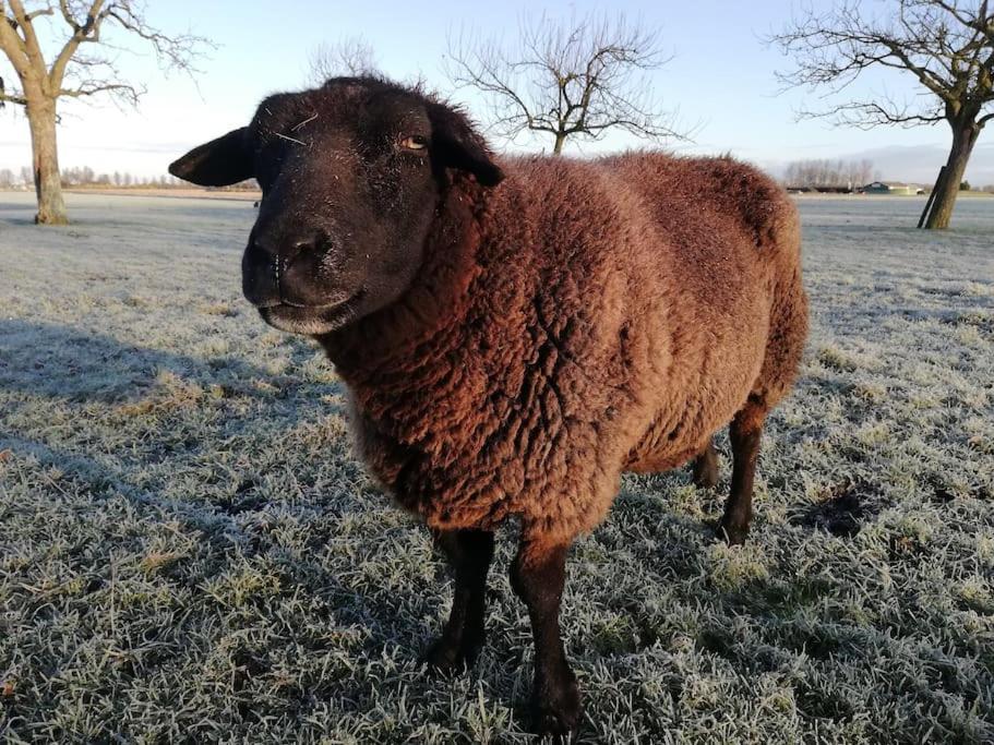 'T Winkeltje - Vakantiehuisje Op Boerderij Huize Blokland Hem Luaran gambar