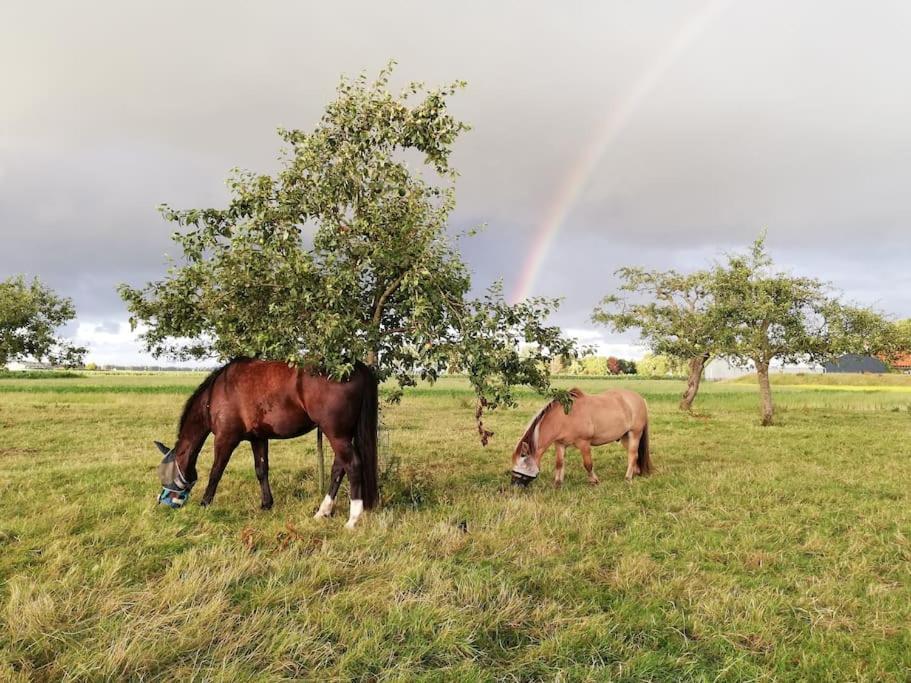 'T Winkeltje - Vakantiehuisje Op Boerderij Huize Blokland Hem Luaran gambar